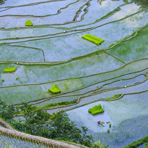 Unesco world heritage sight the rice terraces of Banaue, Northern Luzon, Philippines