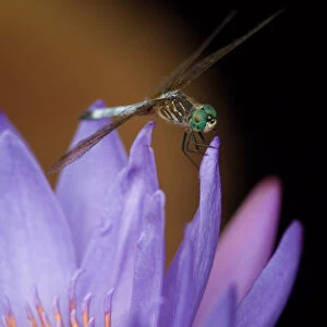 United States, DC, Washington, Kenilworth Aquatic Gardens Blue dasher dragonfly