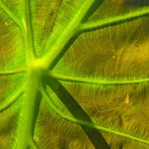 United States, DC, Washington, Kenilworth Aquatic Gardens Patter of green veins of backlit leaf