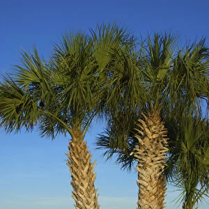 United States, Florida, Volusia, New Smyrna Beach, Indian River, palm tree along shore