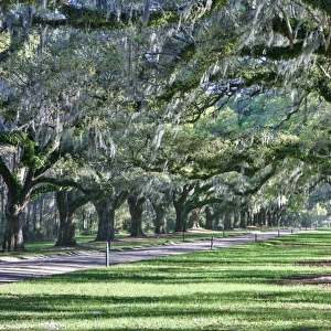 United States, North Carolina, Charleston, Trees Forming Canopy over Drive at Boone Hall