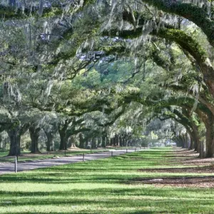 United States, North Carolina, Charleston, Trees Forming Canopy over Drive at Boone Hall