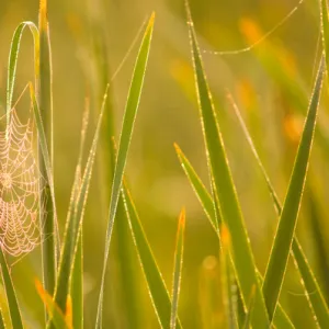 United States, Virginia, Fairfax, Huntley Meadows Orb spider web covered in dew on left