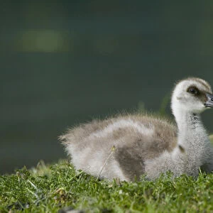 Upland goose chick on meadow, Torres del Paine National Park, Patagonia, Chile