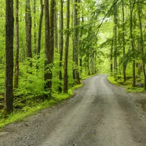 Upper Tremont Road Spring Print Upper Tremont Road Spring Print