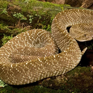 Uracoan Rattlesnake, Crotalus vegrandis, resting on a mossy log. Venezuela, SA. Controlled