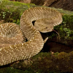 Uracoan Rattlesnake, Crotalus vegrandis, resting on a mossy log. Venezuela, SA. Controlled