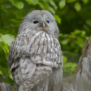 Ural owl. Adult at entrance of nest in hole of a tree. Enclosure in the Bavarian Forest National Park, Germany, Bavaria Ural owl. Adult at entrance of nest in hole of a tree. Enclosure in the Bavarian Forest National Park, Germany, Bavaria