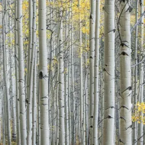 US, CO, Gunnison NF, Aspen Trunks with Autumn Color US, CO, Gunnison NF, Aspen Trunks with Autumn Color