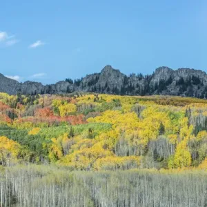 US, CO, Gunnison NF, Autumn Color at Kebler Pass US, CO, Gunnison NF, Autumn Color at Kebler Pass