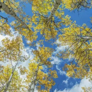 US, CO, Gunnison NF, Looking up to the Sky in an Aspen Grove with Autumn Color US, CO, Gunnison NF, Looking up to the Sky in an Aspen Grove with Autumn Color