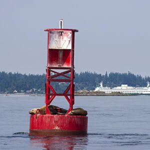 US, WA. California Sea Lions (Zalophus californianus) on channel marker buoy, Bainbridge / Seattle