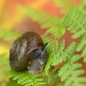 USA, Adirondacks, Snail on Fern in Fall. Credit as: Nancy Rotenberg / Jaynes Gallery / DanitaDelimont USA, Adirondacks, Snail on Fern in Fall. Credit as: Nancy Rotenberg / Jaynes Gallery / DanitaDelimont