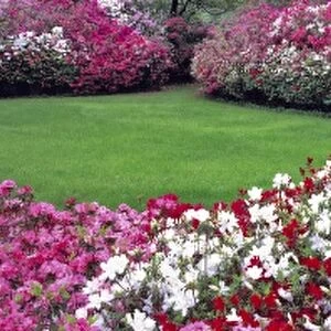 USA, Alabama, Mobile. A wide variety of colorful azaleas fill Bellingrath Gardens in Mobile