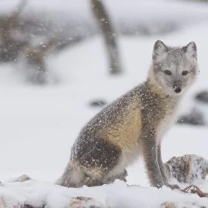 USA, Alaska, 1002 Coastal Plain of the ANWR. An arctic fox, Alopex lagopus, its coat