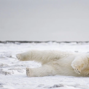 USA, Alaska, 1002 Coastal Plain of the ANWR, Barter Island, Kaktovik. An adult polar bear