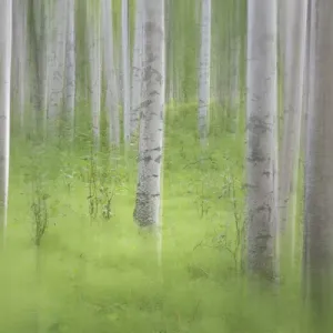 Alaska Birch Trees Print Alaska Birch Trees Print