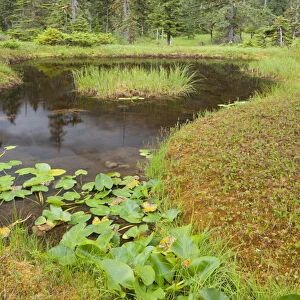 USA, Alaska, Admiralty Island. Scenic of pond and forest