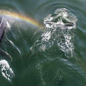 USA, Alaska, Aerial view of rainbow above Humpback Whales (Megaptera novaeangliae