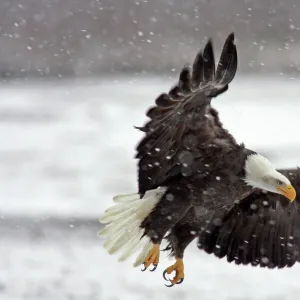 USA, Alaska, Alaska Chilkat Bald Eagle Preserve. Bald eagle flies in snowstorm. Credit as