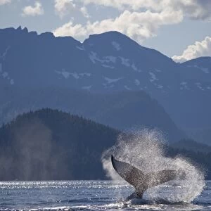 USA, Alaska, Angoon, Humpback Whale (Megaptera novaengliae) slapping tail in Chatham