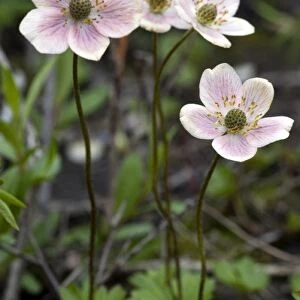 USA, Alaska, ANWR, Narcissus flowered anenome