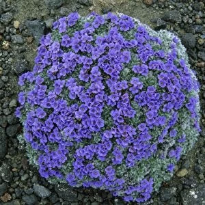 USA, Alaska, Arctic Forget-Me-Not, (Eritrichium chamissonis), wild flowers on Pribilof Island
