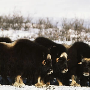 USA, Alaska, Arctic National Wildlife Refuge, Musk ox bulls standing in snow