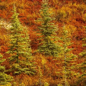 USA, Alaska, Autumn hillside USA, Alaska, Autumn hillside