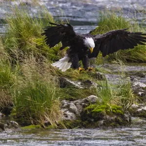 USA, Alaska. Bald Eagle feeding on salmon on the Chilkoot River near Haines, Alaska USA, Alaska. Bald Eagle feeding on salmon on the Chilkoot River near Haines, Alaska