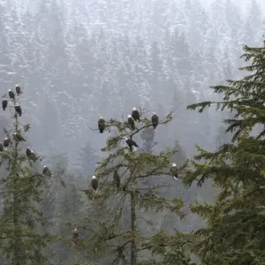 USA, Alaska. Bald eagles congregate in trees during USA, Alaska. Bald eagles congregate in trees during