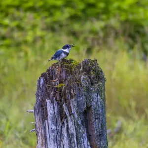USA, Alaska. Belted Kingfisher on the Chilkoot River near Haines, Alaska USA, Alaska. Belted Kingfisher on the Chilkoot River near Haines, Alaska