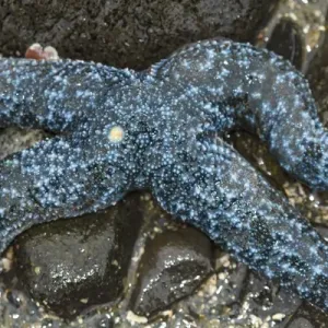 USA, Alaska. A blue sea star with four arms USA, Alaska. A blue sea star with four arms