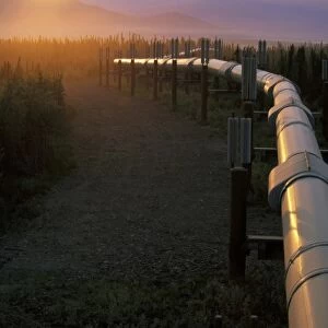 USA, Alaska, Brooks Range. Trans-Alaskan Oil Pipeline reflecting summer sun