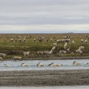 USA, Alaska. Caribou of the Porcupine Herd on the North Slope crossing the Sag River near USA, Alaska. Caribou of the Porcupine Herd on the North Slope crossing the Sag River near