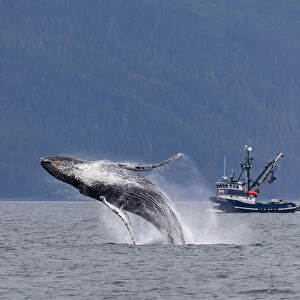 USA, Alaska, Chatham Strait. Breaching humpback whale near fishing boat