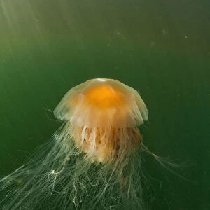 USA, Alaska, Chichagof Island, Underwater view of Lions Mane Jellyfish (Cyanea