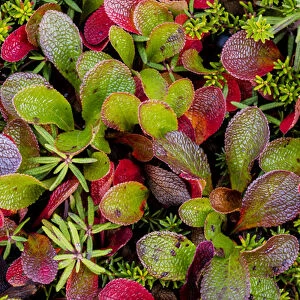USA, Alaska. Close-up of alpine bearberry and crowberry plants