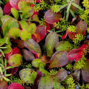 Alaska Alpine Bearberry and Crowberry Print Alaska Alpine Bearberry and Crowberry Print