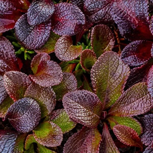USA, Alaska. Close-up of alpine bearberry plants