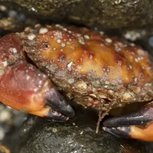 USA, Alaska. Close up view of a pygmy rock crab between rocks at low tide USA, Alaska. Close up view of a pygmy rock crab between rocks at low tide