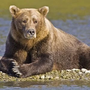 USA. Alaska. A coastal brown bear takes a break while salmon fishing in Kukak Bay, Katmai NP