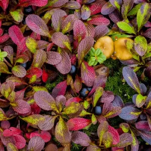 Alaska Dalton Highway Alpine Bearberry and Crowberry Print Alaska Dalton Highway Alpine Bearberry and Crowberry Print