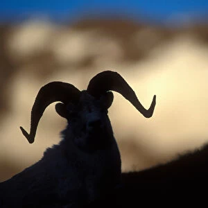 USA, Alaska, Denali National Park, Full curl Dalls Ram (Ovis dalli) rests at