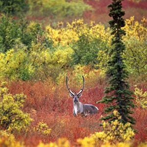 USA, Alaska, Denali National Park. Caribou and autumn tundra in Denali National Park