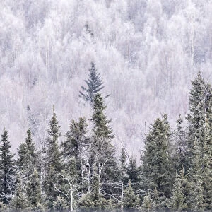 USA, Alaska, Fairbanks. Frosty forest landscape. Credit as