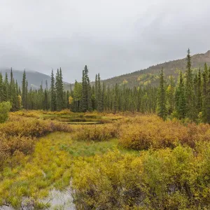 USA, Alaska. Fall colors in the tundra on the Dalton Highway to Prudhoe Bay on the North USA, Alaska. Fall colors in the tundra on the Dalton Highway to Prudhoe Bay on the North