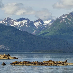 USA, Alaska, Glacier Bay National Park. Stellars sea lions resting. Credit as