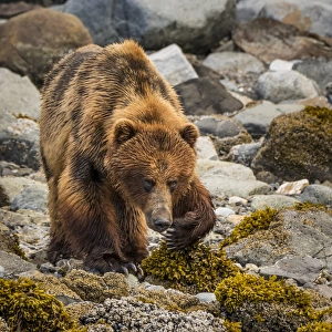USA, Alaska, Glacier Bay National Park. Brown bear on beach