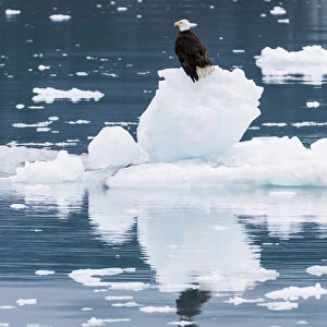 USA, Alaska, Glacier Bay National Park. Bald eagle on iceberg